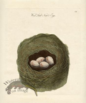 Woodlark Nest Eggs